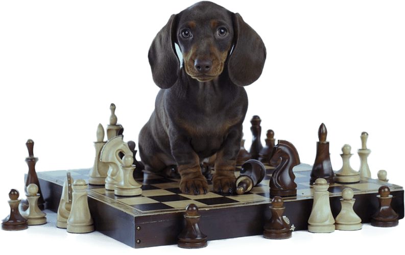 Brain Training for Dogs Review: Does It Really Work?