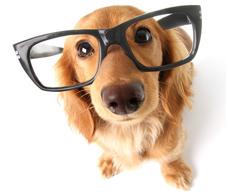 Brain Dogs